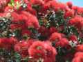 Pohutukawa Milford 5